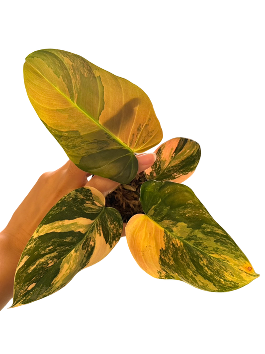 Philodendron Florida Beauty × Nangaritense Variegated