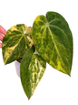 Anthurium papillilaminum × Michelle Variegated