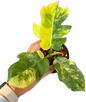 Rare Philodendron Distantilobum Variegated