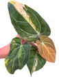 Anthurium (Papillilaminum × Carlablackiae) × Ace of Spades Variegated
