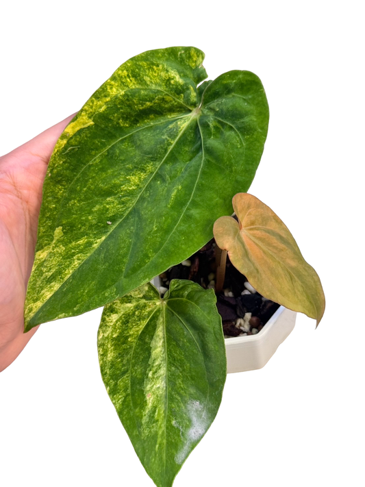 Anthurium papillilaminum Variegated × Anthurium dressleri