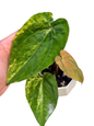 Anthurium papillilaminum Variegated × Anthurium dressleri