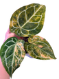 Anthurium crystallinum × Michelle Variegated
