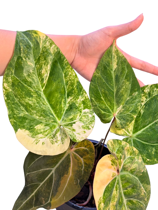 Anthurium papillilaminum Variegated × Michelle Variegated
