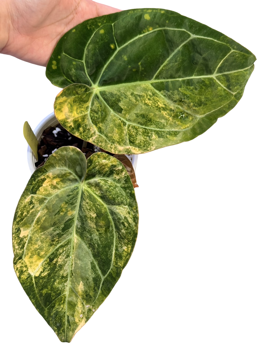 Anthurium Papillilaminum Variegated × Michelle Variegated Hybrid