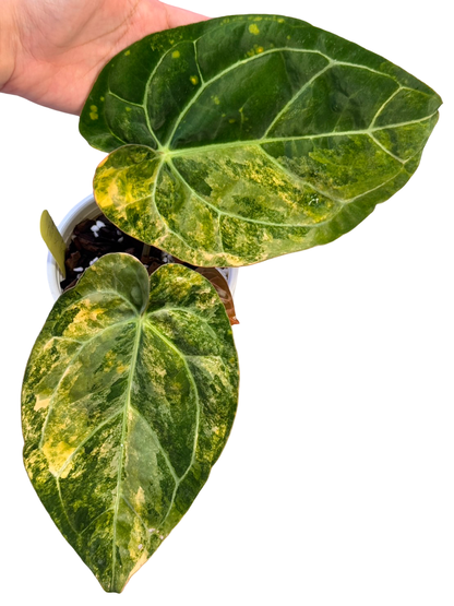 Anthurium Papillilaminum Variegated × Michelle Variegated Hybrid
