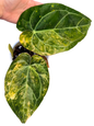 Anthurium Papillilaminum Variegated × Michelle Variegated Hybrid
