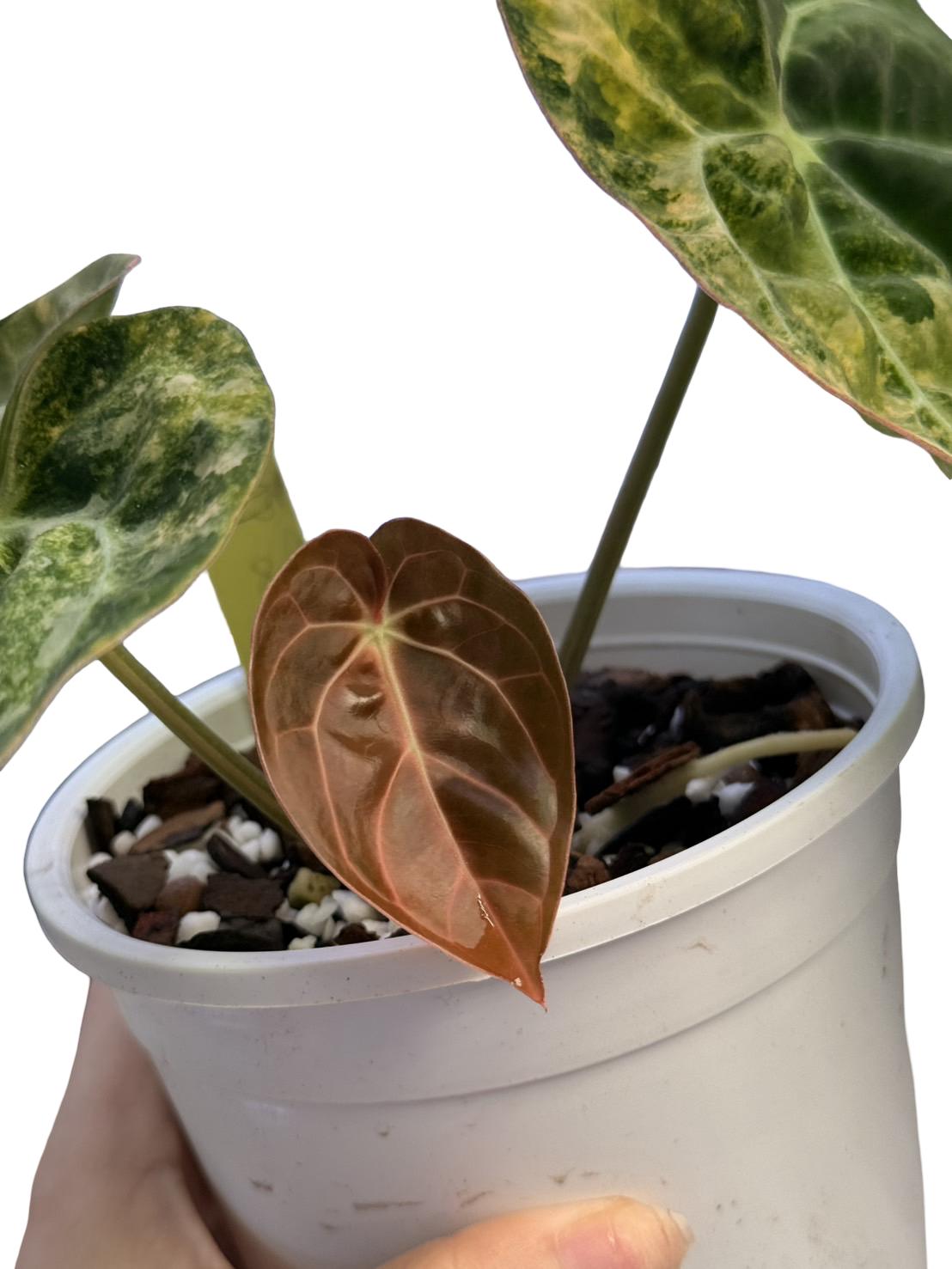 Anthurium Papillilaminum Variegated × Michelle Variegated Hybrid