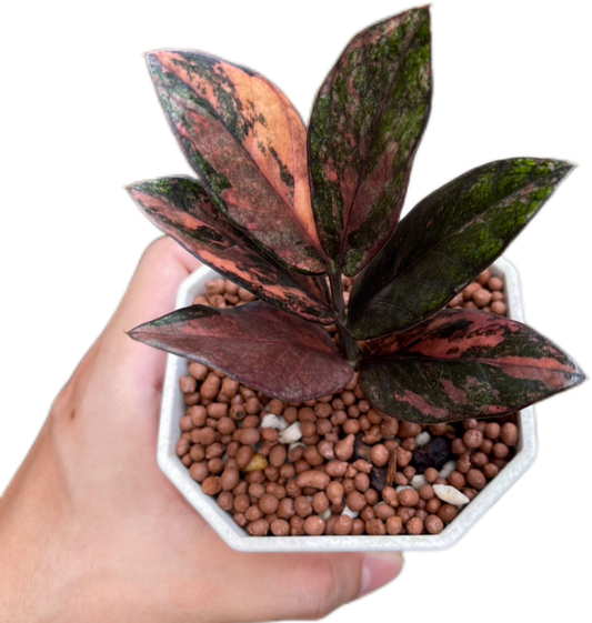 Zamioculcas zamiifolia Black Raven Pink Variegated