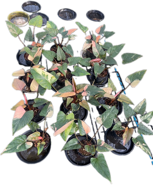 Homalomena Rubescens ‘Pink Diamond’ Variegated – Set of 10