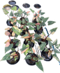 Homalomena Rubescens ‘Pink Diamond’ Variegated – Set of 10