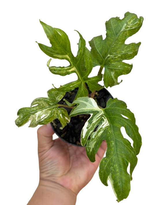 Alocasia Brancifolia ‘Albo Variegated’