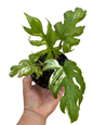 Alocasia Brancifolia ‘Albo Variegated’