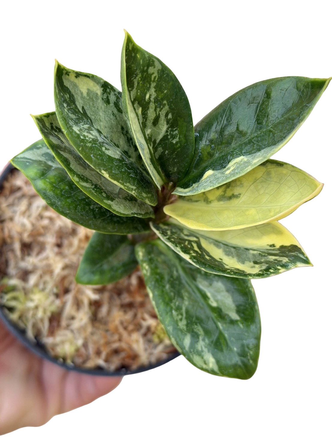 Zamioculcas zamiifolia ‘Dwarf Aurea Variegated’ (Yellow Variegated Dwarf ZZ Plant)
