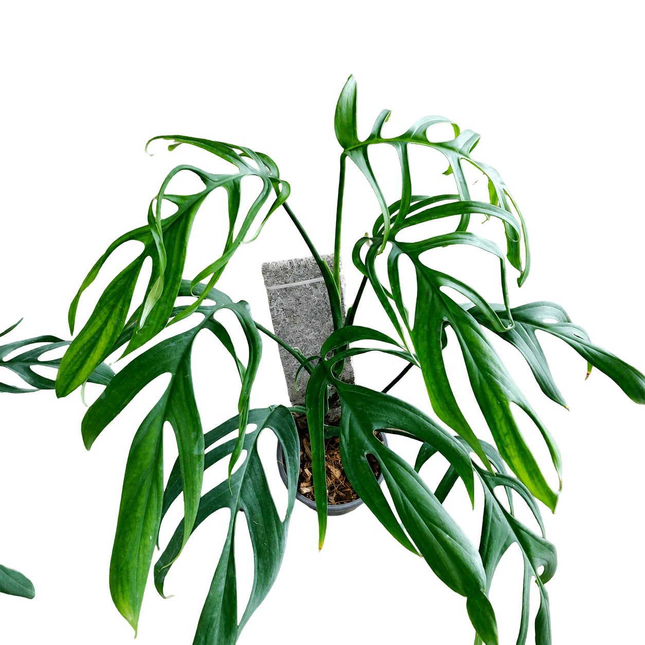 Monstera Croatii Super Rare – Large Mature Specimen