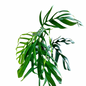 Monstera Croatii Super Rare – Large Mature Specimen