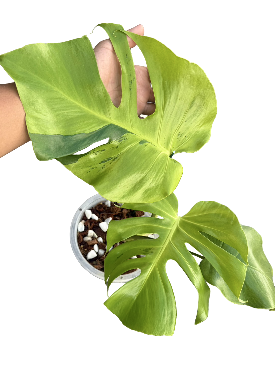 モンステラ　ライトライム Monstera deli Light Lime モンステラ ライトライム Monstera deli Light Lime モンステラライト