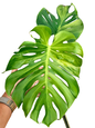 Monstera deliciosa “Lemon Mint”