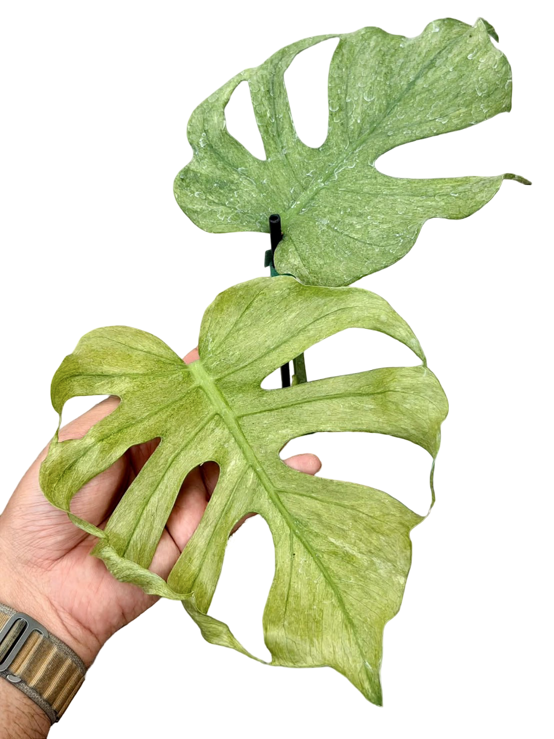 Monstera Deliciosa “Jade Goblin (Octopus)”