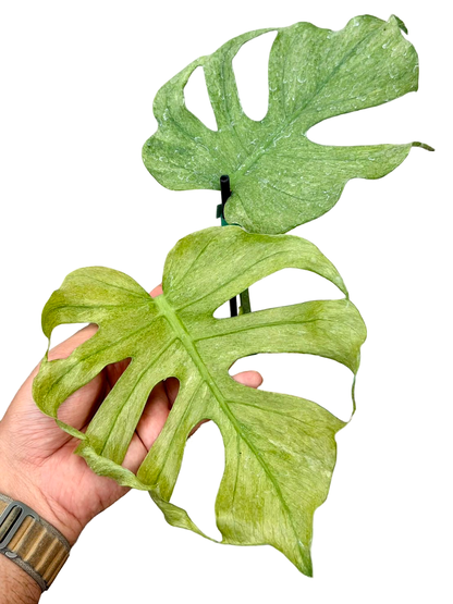 Monstera Deliciosa “Jade Goblin (Octopus)”