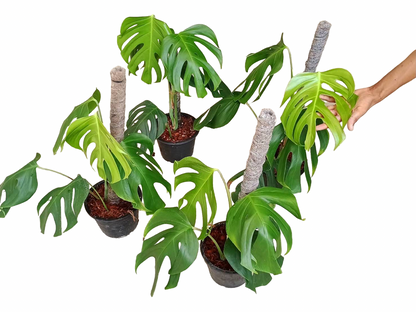 Monstera Sierrana – Rare Climbing Monstera
