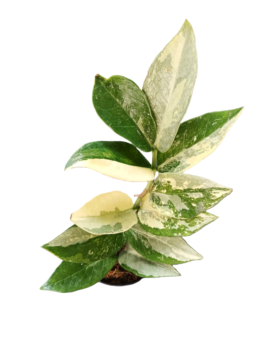 Zamioculcas zamiifolia Variegated “Queen”