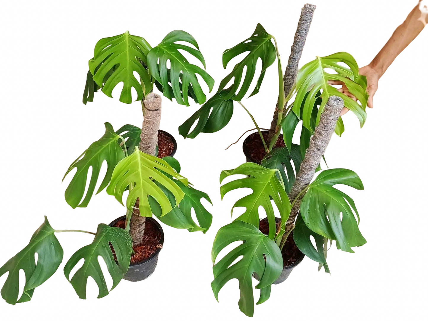 Monstera Sierrana – Rare Climbing Monstera