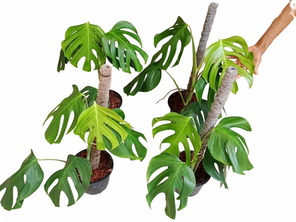 Monstera Sierrana – Rare Climbing Monstera