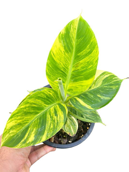 Dwarf Variegated Banana (Musa acuminata variegata)