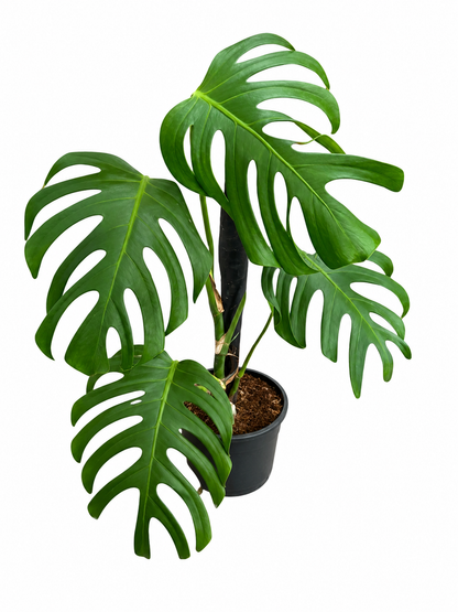 Monstera Sierrana – Rare Climbing Monstera