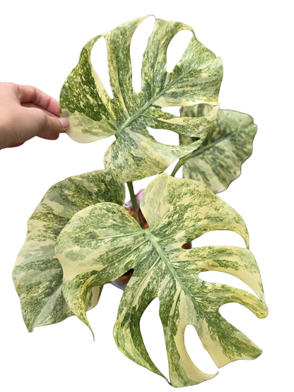 Monstera deliciosa “Legacy” Variegated – Wholesale Set of 4 Plants