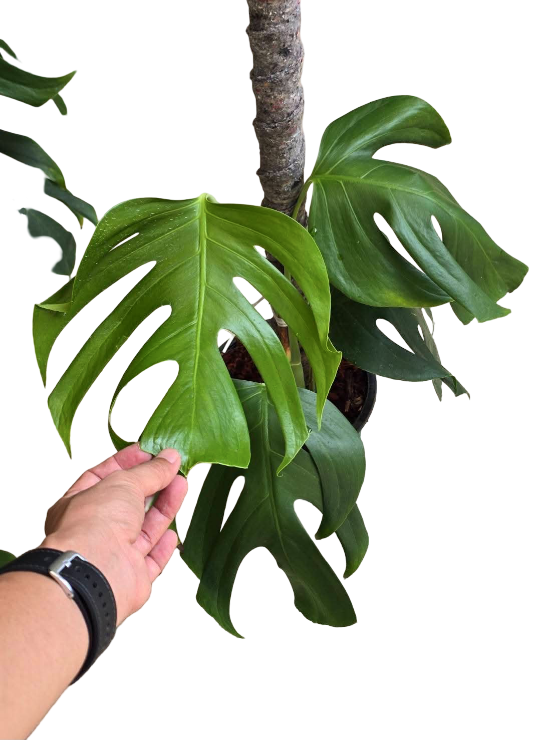 Monstera Sierrana – Rare Climbing Monstera