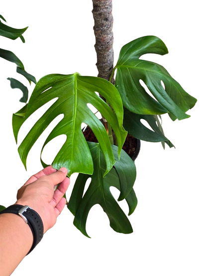 Monstera Sierrana – Rare Climbing Monstera