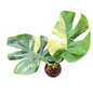Monstera deliciosa “Cup Cake”