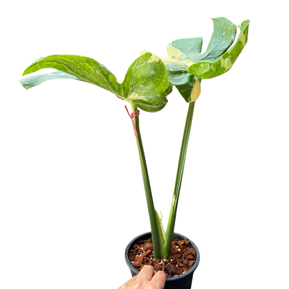 Monstera deliciosa “Cup Cake”
