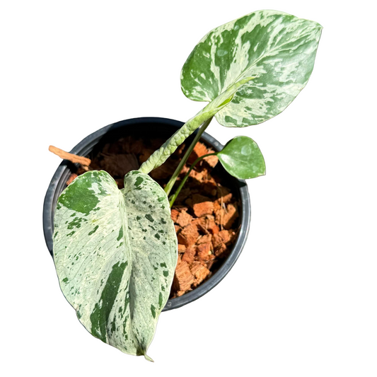 Monstera Deliciosa “Bulbasaur” (Seedling, 3-inch Pot) from TC