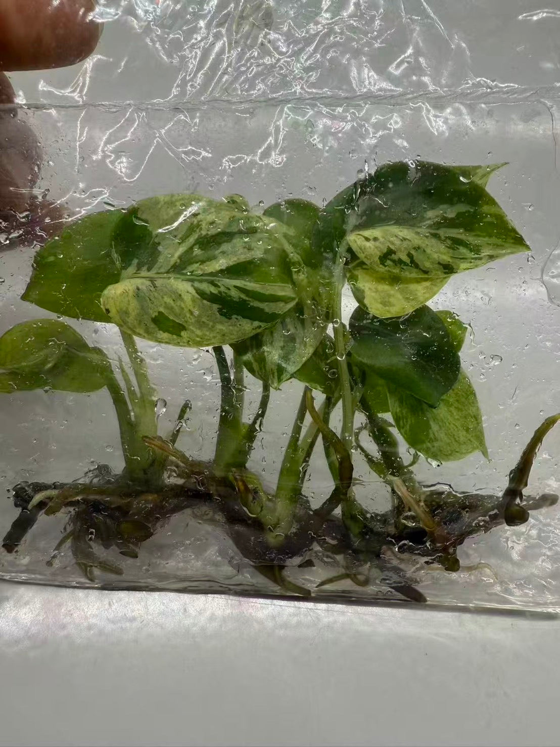 Monstera “Bulbasaur”   – Tissue Culture Wholesale Set of 10 Plants