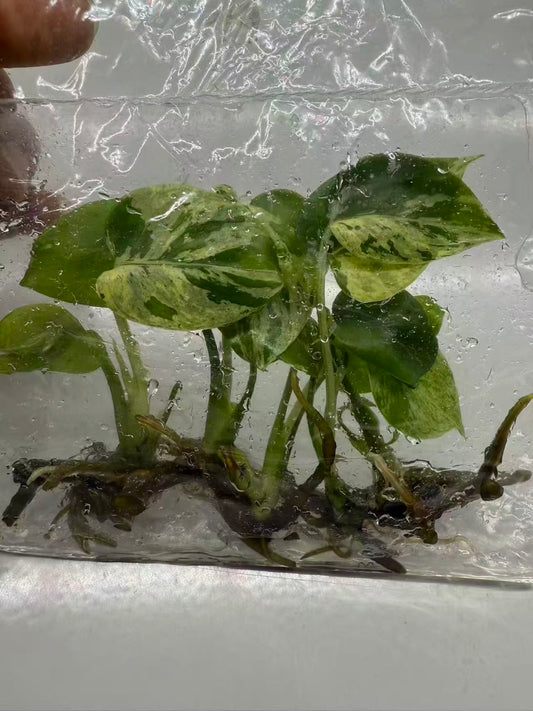 Monstera “Bulbasaur”   – Tissue Culture Wholesale Set of 10 Plants