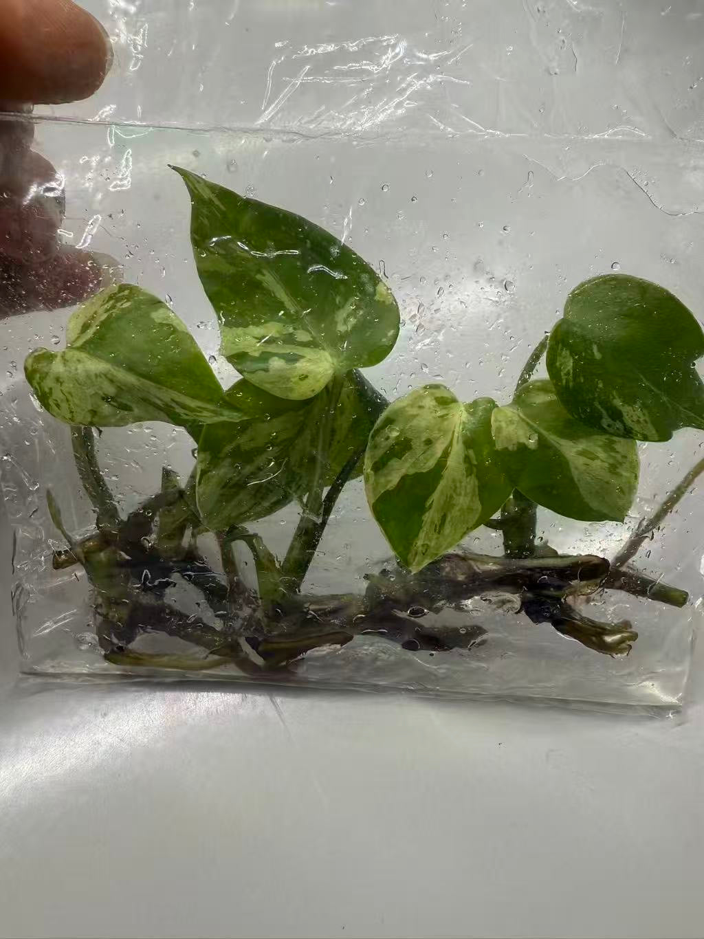 Monstera “Bulbasaur”   – Tissue Culture Wholesale Set of 10 Plants