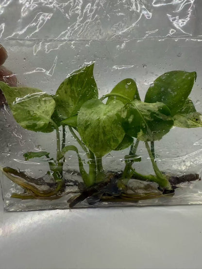 Monstera “Bulbasaur”   – Tissue Culture Wholesale Set of 10 Plants