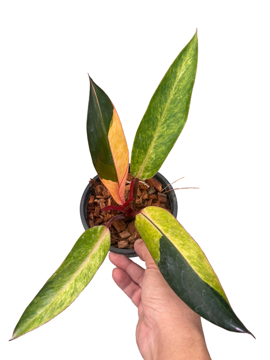 Philodendron Firebird Variegated
