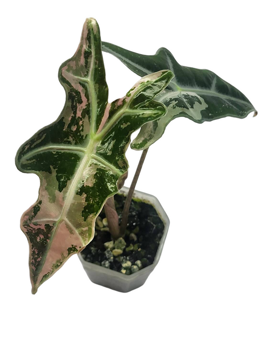 Alocasia “Nobilis” Pink Variegated