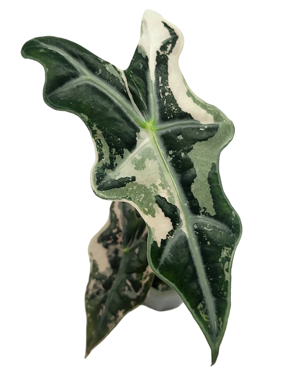 Alocasia “Nobilis” Pink Variegated