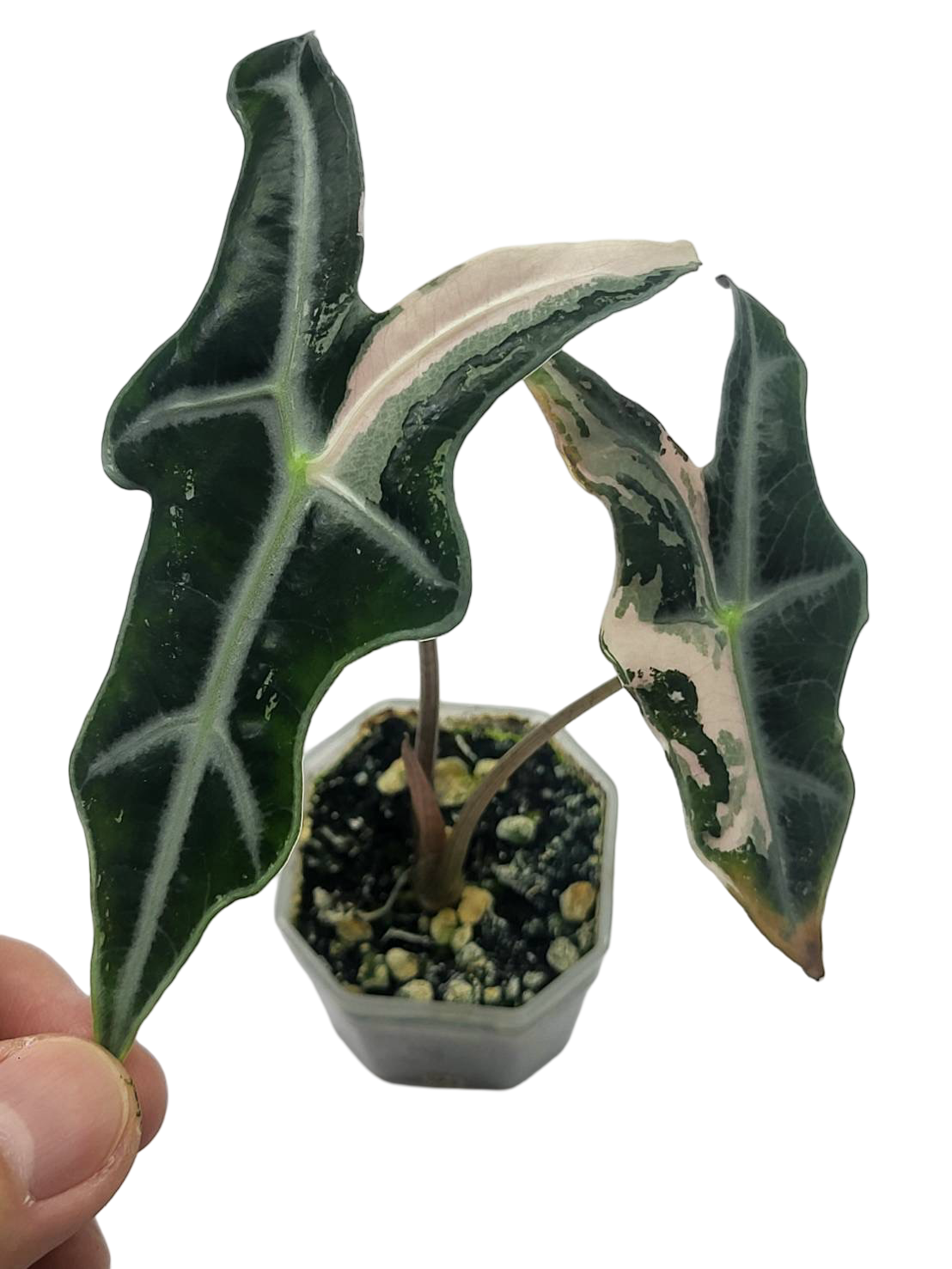 Alocasia “Nobilis” Pink Variegated