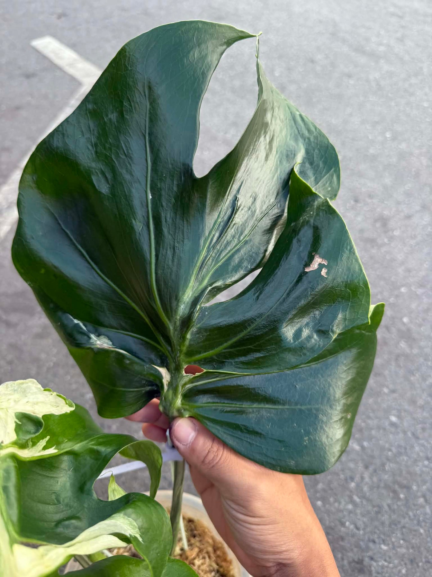 Monstera deliciosa ‘Contorta’ Variegated (Rare Collector Plant)