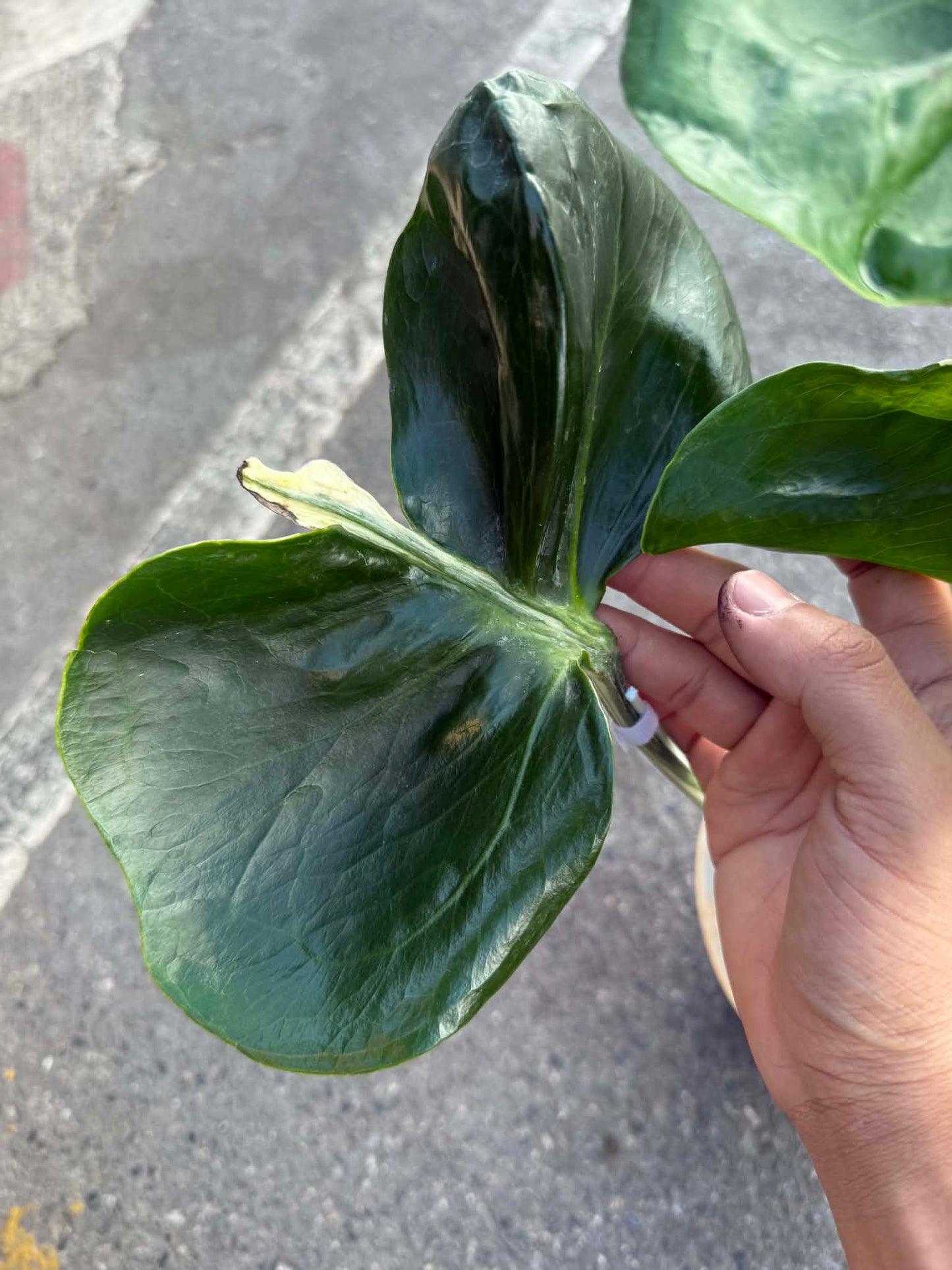 Monstera deliciosa ‘Contorta’ Variegated (Rare Collector Plant)