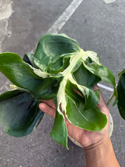Monstera deliciosa ‘Contorta’ Variegated (Rare Collector Plant)