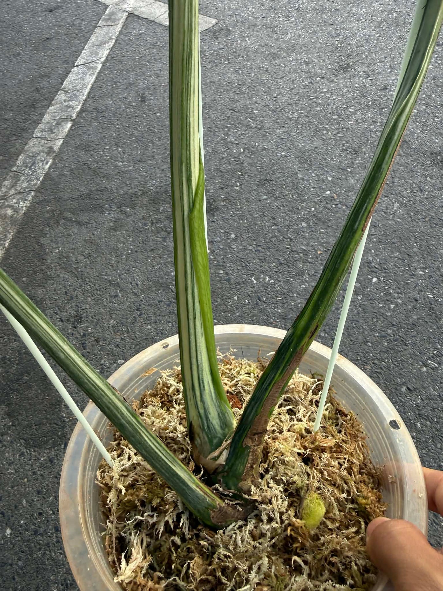 Monstera deliciosa ‘Contorta’ Variegated (Rare Collector Plant)