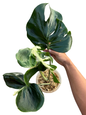 Monstera deliciosa ‘Contorta’ Variegated (Rare Collector Plant)