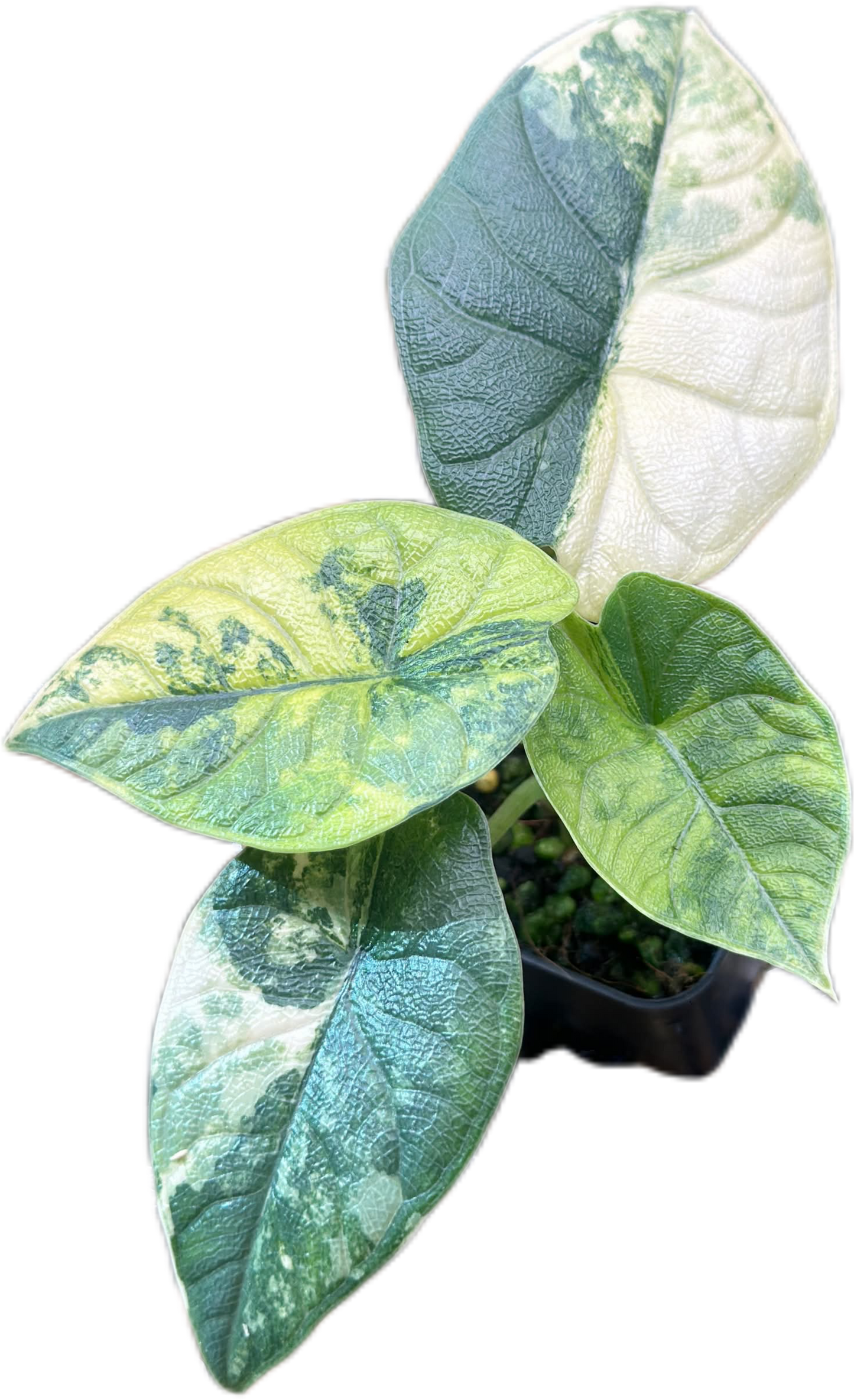 Alocasia Melo Aurea Variegated